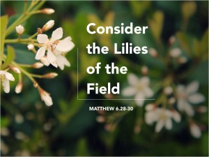 Consider-the-Lilies-of-the-Field.001-1024x768